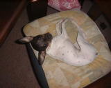 ���ł������`�H