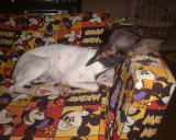 ���������猩��ƁA����Ȋ�����B