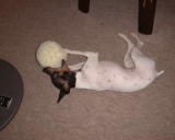 �ӂ񂪂����I