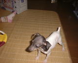 �䂪�Ƃɗ�����