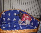 ���ł���ȕ�������̂�