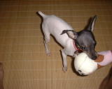 �Ă�ǂ�}���f�d�s�I