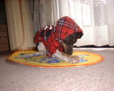 �t�[�h���ז�����