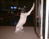 �X�g�[�u�̑O�̂����܂�|�[�Y