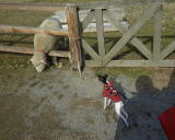 �h�C�c�̐X�Ł@�r�Ƃ��Ζ�