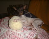 ���C�ɓ���̂�������