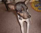 ���̂����ɗ��� ����1�N�ɂȂ郏��