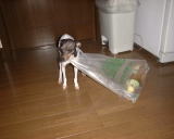 �ʂ��Ȃ��Ȃ���������iT_T�j